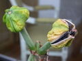 Thumbnail for version as of 00:23, 24 January 2008