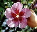 'Hamabo'