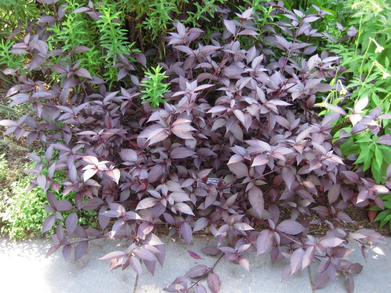 File:IMG 0192 nybg09.jpg