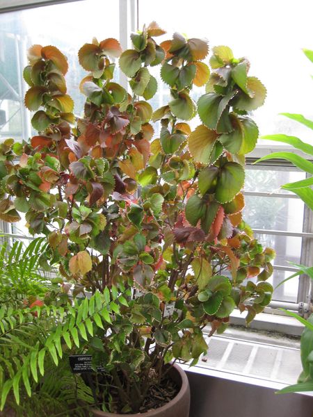 File:IMG 1020 bbg09.jpg