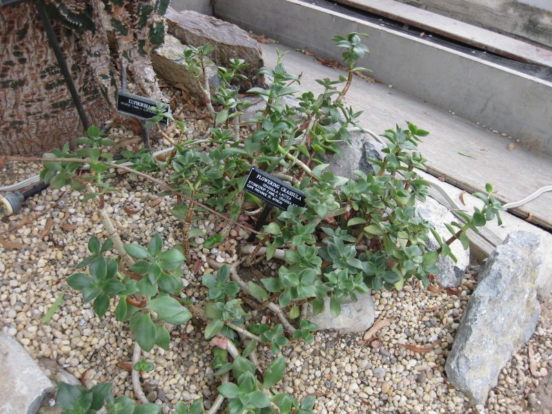 File:IMG 1263 bbg09.jpg
