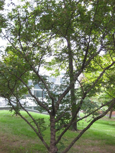 File:IMG 1309 bbg09.jpg