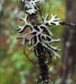 Lichen found in the Canadian Rockies