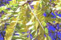 Honey Locust foliage