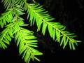 Pacific Yew foliage