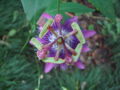 Thumbnail for version as of 20:18, 13 March 2009