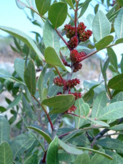 Mastic foliage and flowers