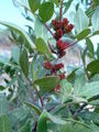 Thumbnail for version as of 12:41, 26 August 2007