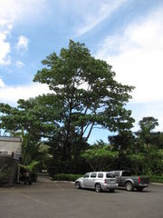 Ochroma pyramidale