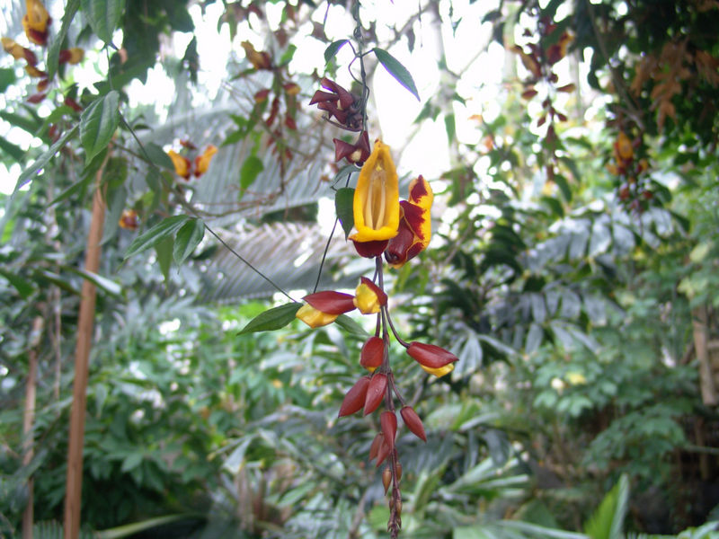 File:Thunbergia mysorensis-drewavery.jpg