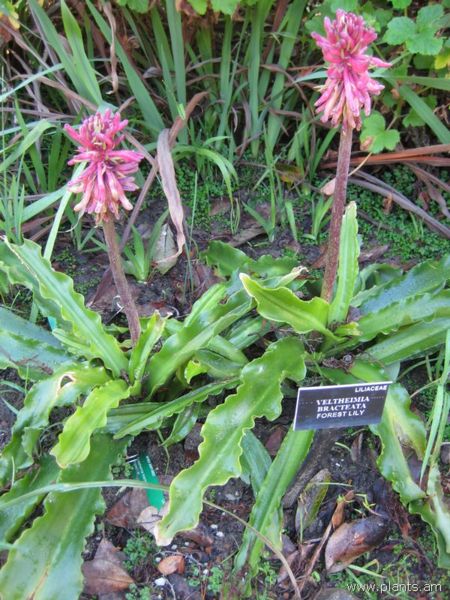 File:Veltheimia bracteata-forest lily-IMG 7997 sfbg0308.jpg