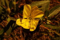 Wild Mustard (Brassica campestris)