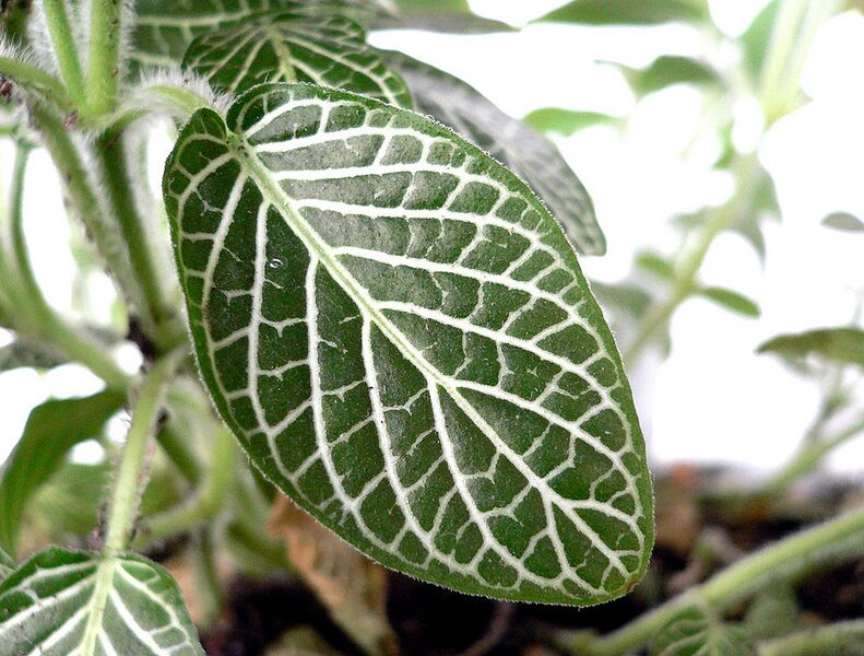 File:1013px-Acanthaceae leaf.jpg
