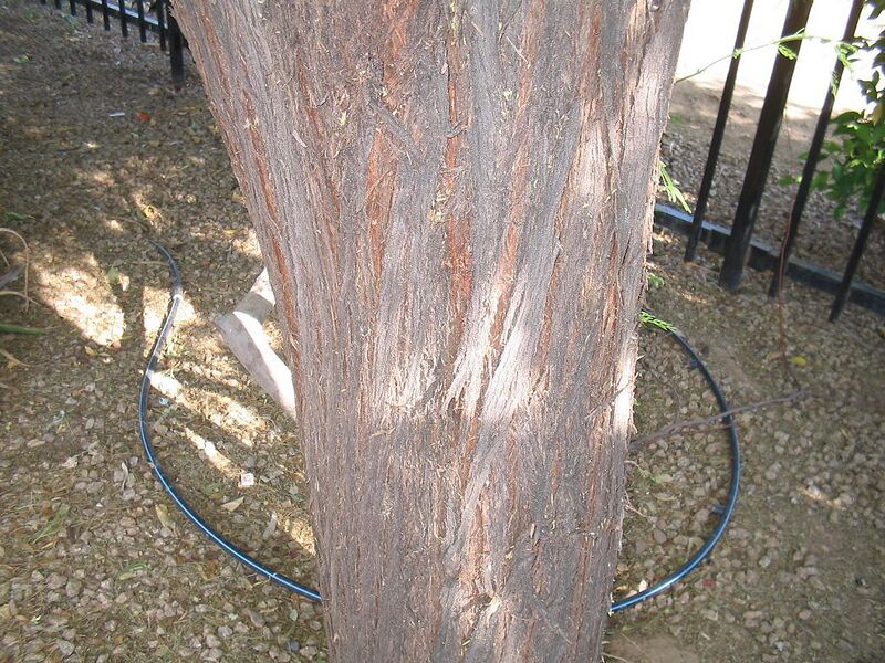 File:1024px-Acacia-berlandieri-bark.jpg