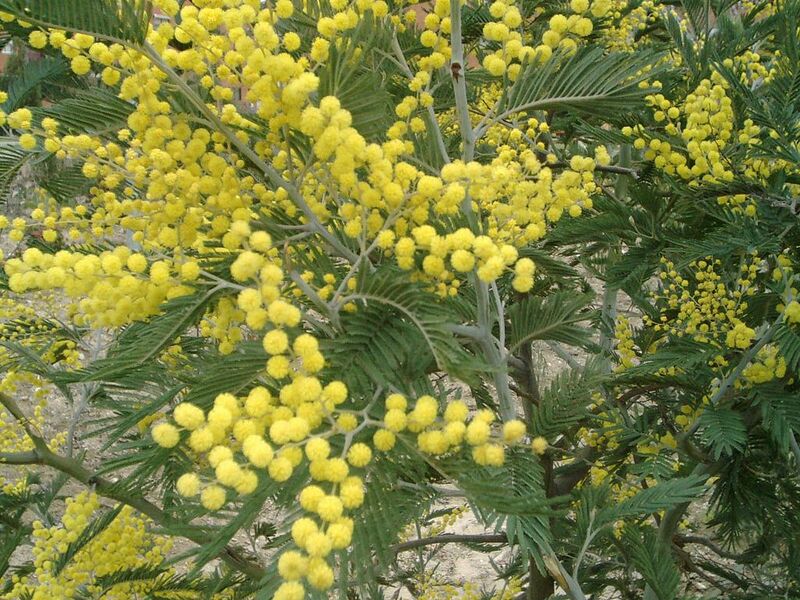 File:1024px-Acacia dealbata.jpg