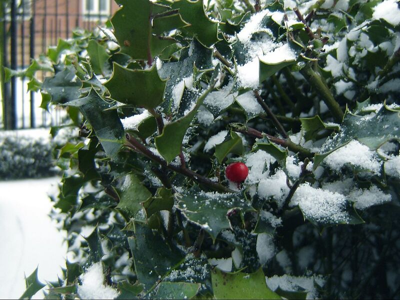 File:1024px-Holly in Winter.jpg