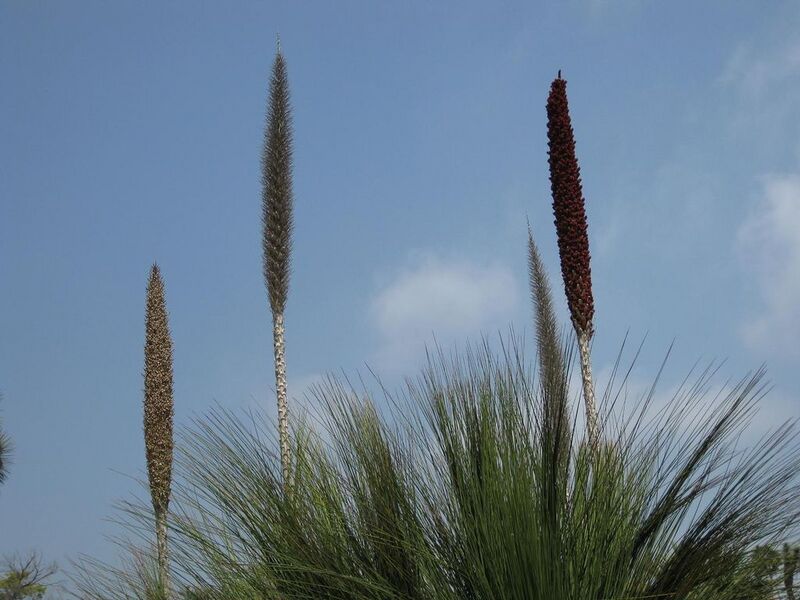 File:1024px-IMG 4452 hunt0904.jpg