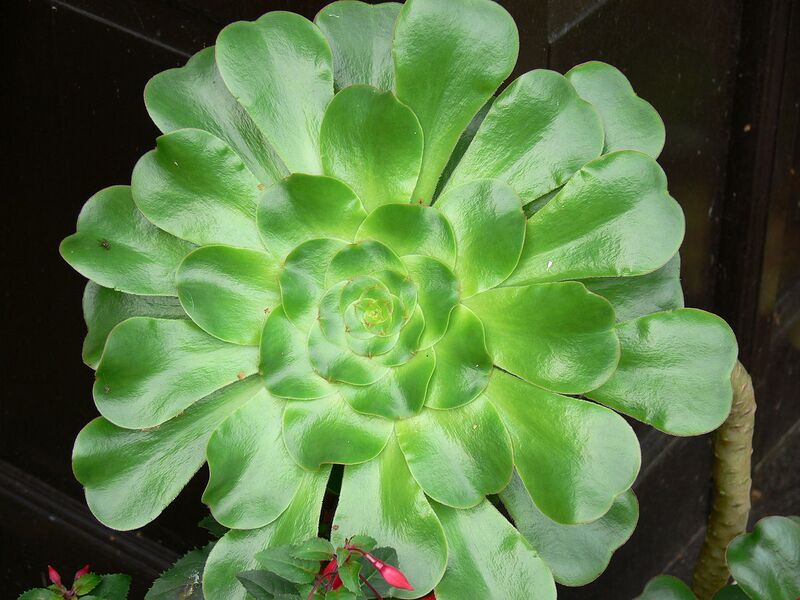File:1280px-Aeonium undulatum 092.JPG