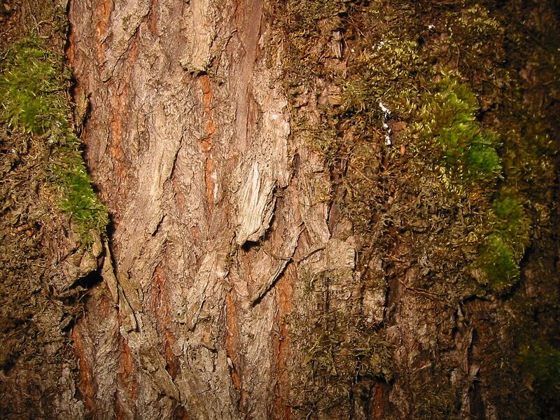 File:1280px-BigleafMapleBark 7532.jpg