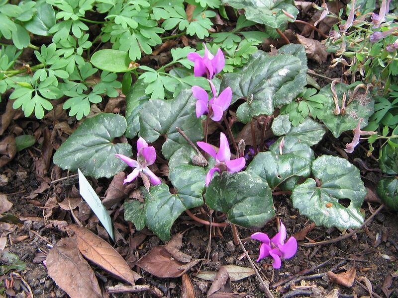 File:1280px-Cyclamen pseudibericum02.jpg