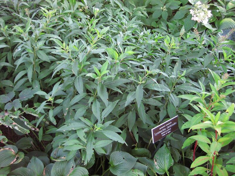 File:1280px-IMG 0213 nybg09.jpg