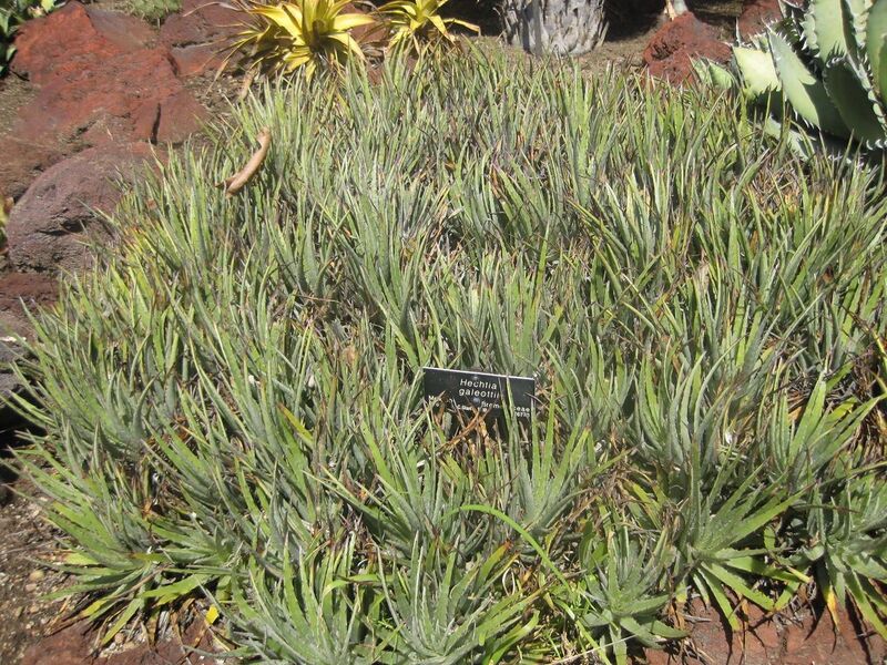 File:1280px-IMG 2192 hunt0903.jpg