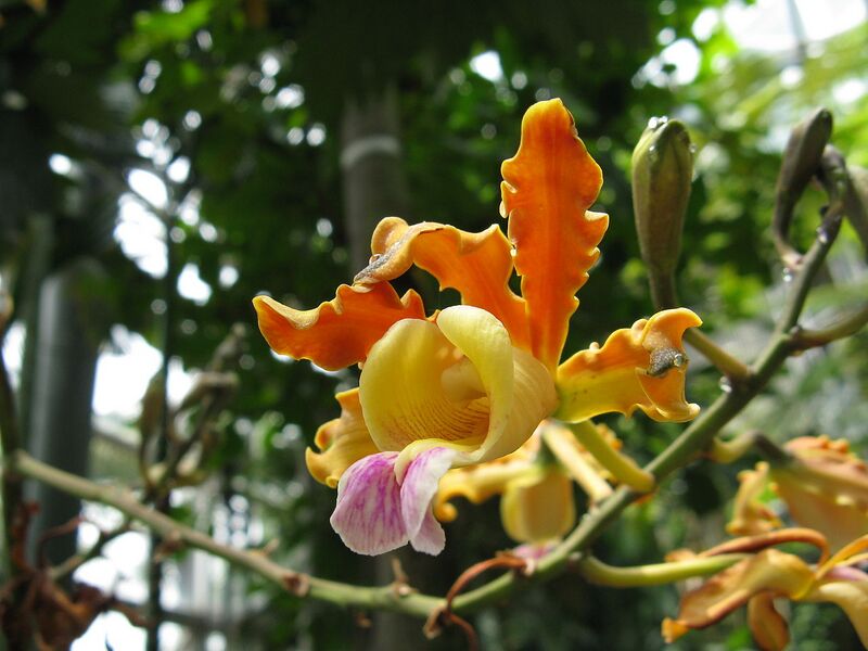 File:1280px-Schomburgkia tibicinis1.jpg