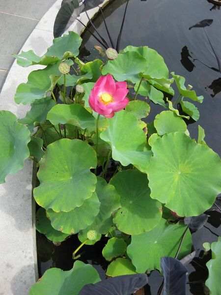 File:576px-IMG 0799 bbg09.jpg