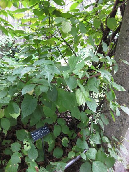 File:576px-IMG 1348 bbg09.jpg