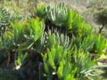 Aloe plicatilis