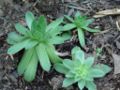 Common Houseleek