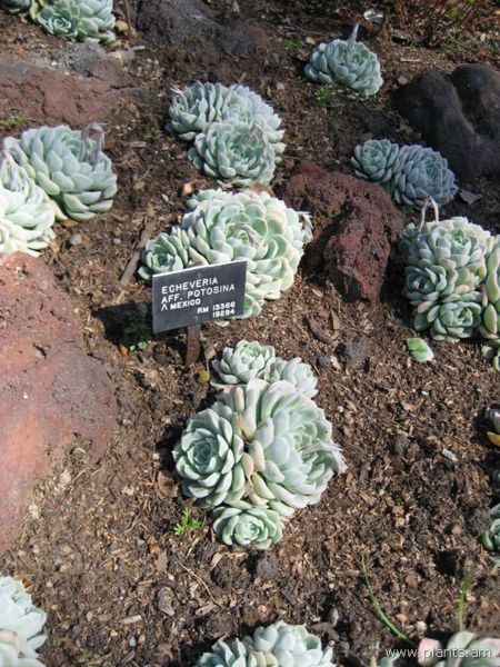 File:Echeveria aff. potosinia-IMG 0377 hunt07.jpg