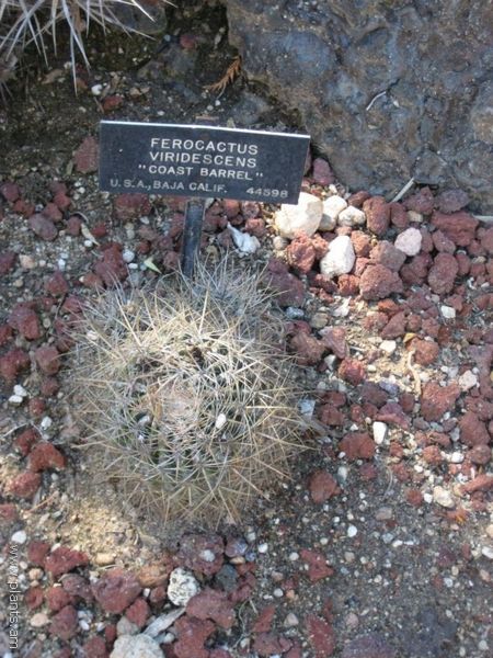 File:Ferocactus viridescens-coast barrel-IMG 0458 hunt07.jpg