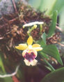 Thumbnail for version as of 11:37, 2 May 2007