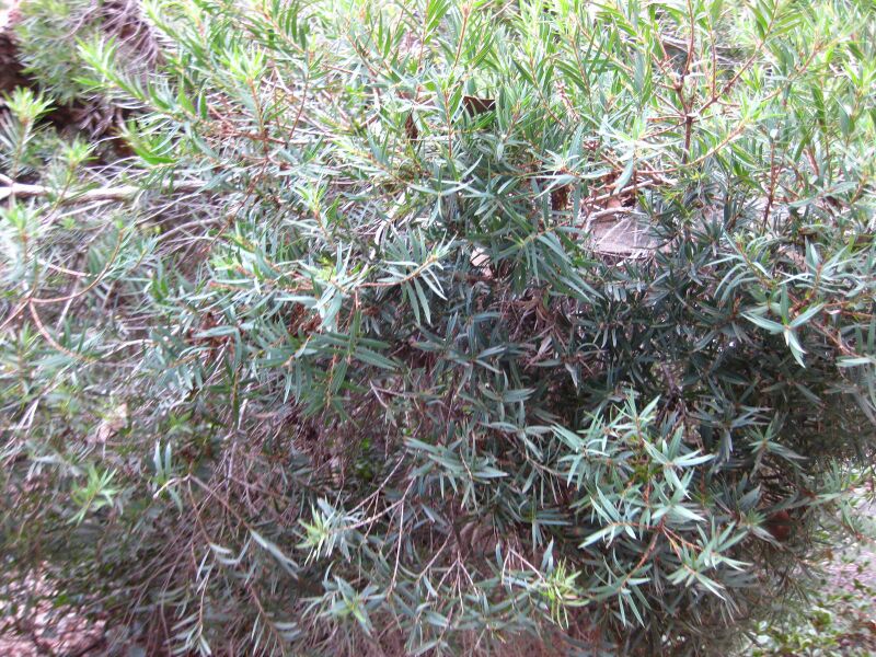 File:Hkmx4tz2qygxsmhsar4x7rycel1mxb7.jpg