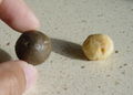 Macadamia nut in its shell and a roasted nut