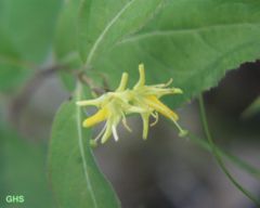 Northern bush honeysuckle