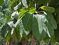 leaves in Hyderabad, India.