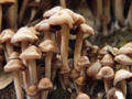 Panaeolus subbalteatus