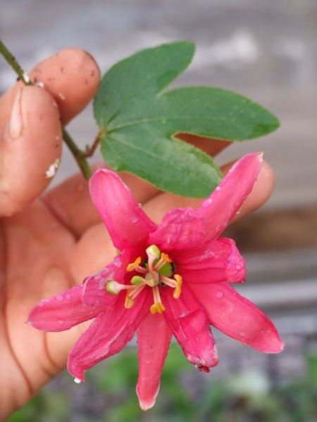 File:Passiflora antioquiensis - D7-11-4710.jpg
