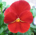 Solid red cultivar