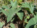 Colocasia esculenta Elephant's ear