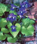 Purple Violet
