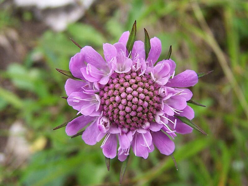 File:1023px-Scabiosa lucida a1.jpg