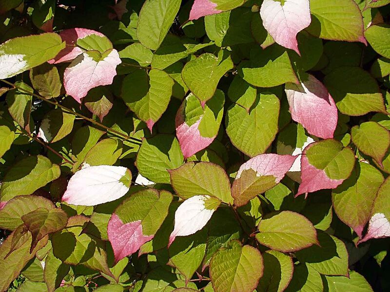 File:1024px-Actinidia kolomikta.jpg