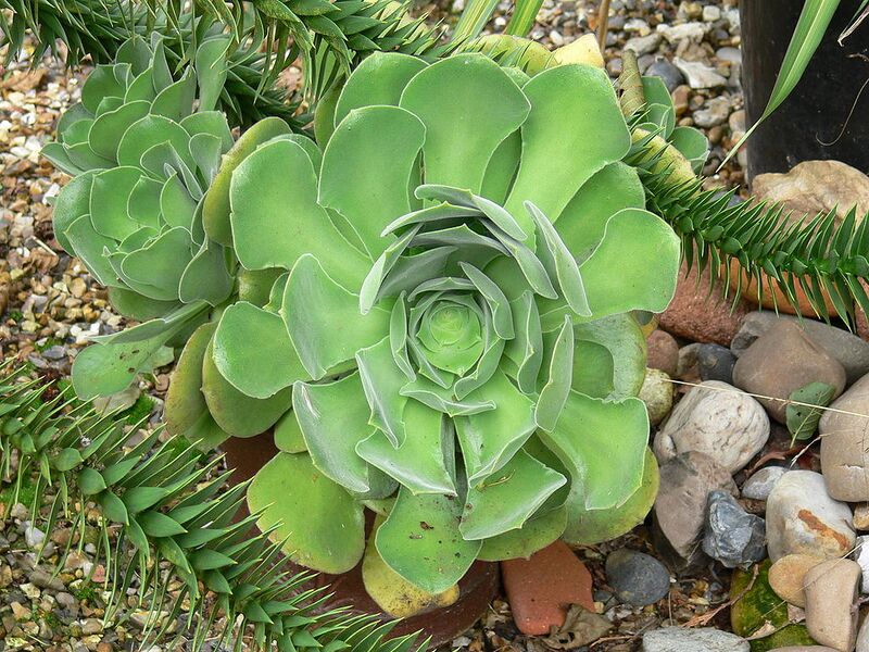 File:1024px-Aeonium canarience velvet.jpg