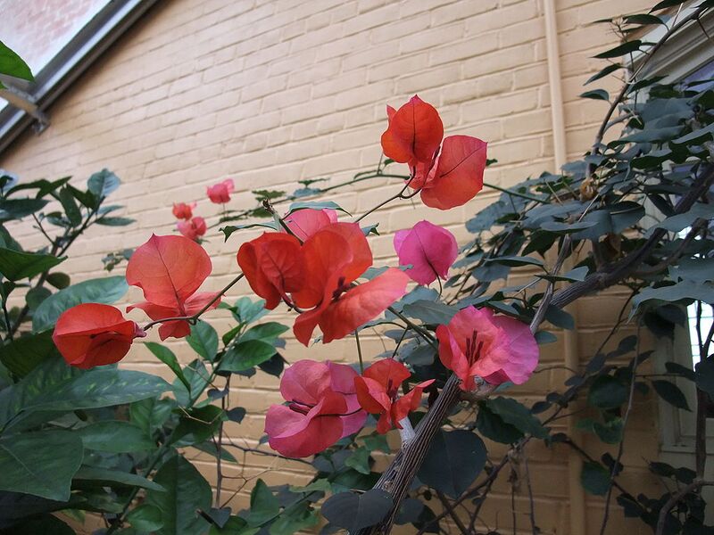 File:1024px-BougainvilleaGlabraFlowers.jpg