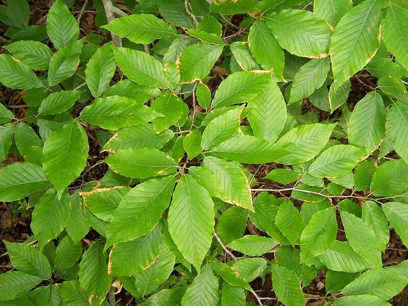 File:1024px-Fagus grandifolia foliage.jpg