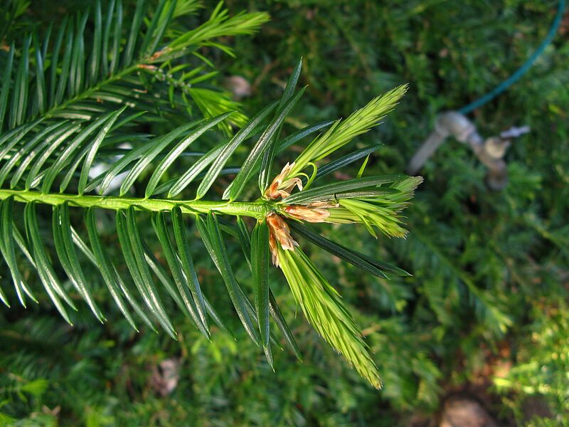 File:1024px-Torreya californica branch PAN 02.JPG