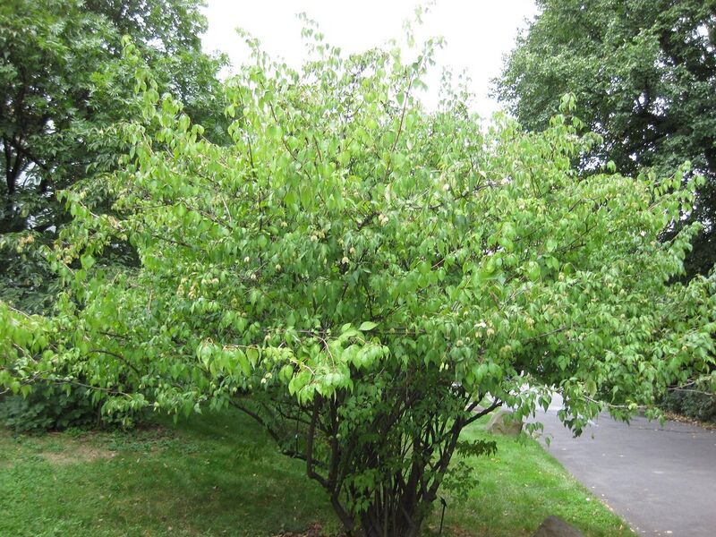 File:1280px-IMG 1332 bbg09.jpg